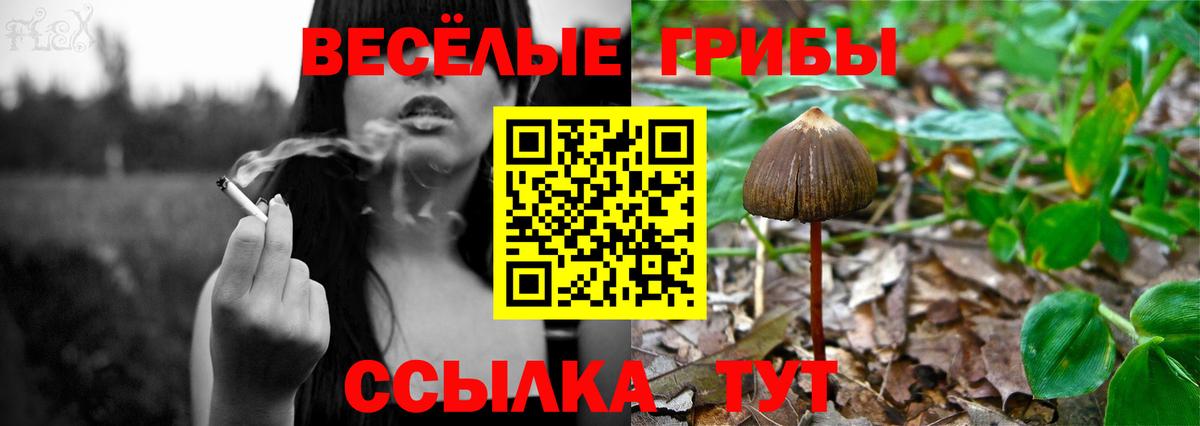 Псилоцибиновые грибы ЛСД Саратов